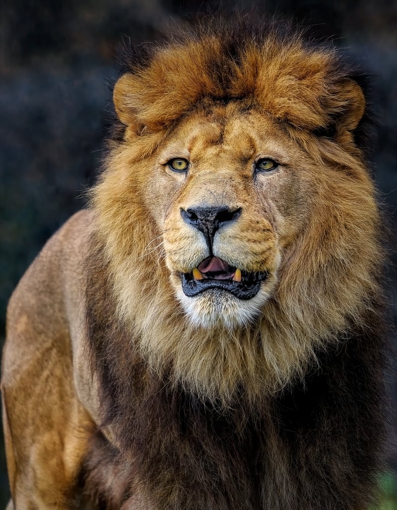 African Lion